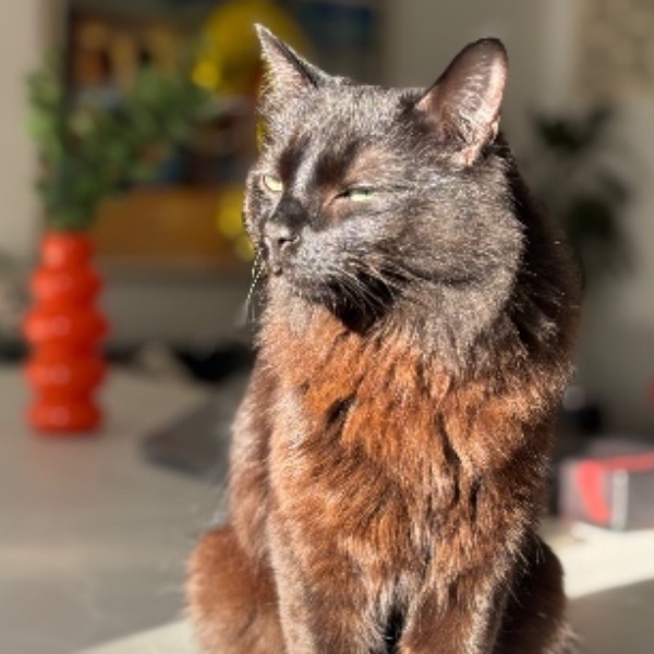 Chonky