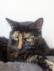 Mimi