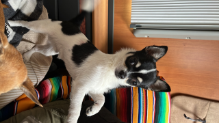 Paco