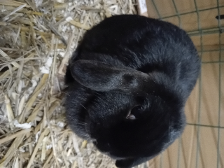 Pepite