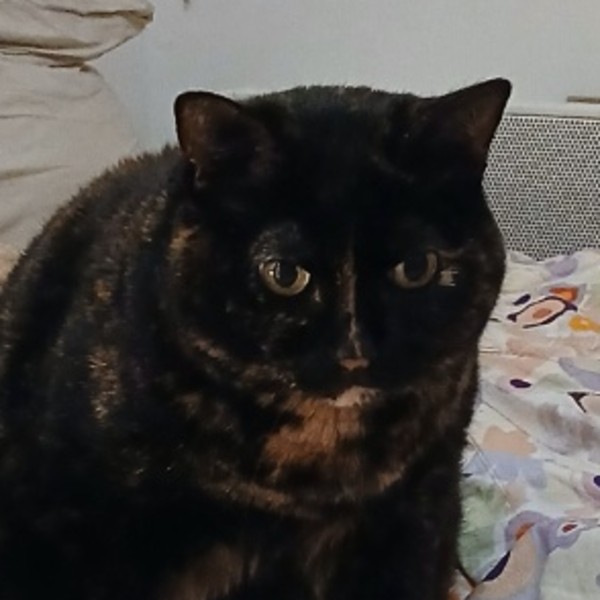 Vanille