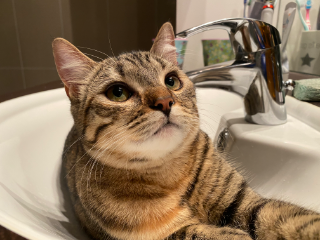 Saïko