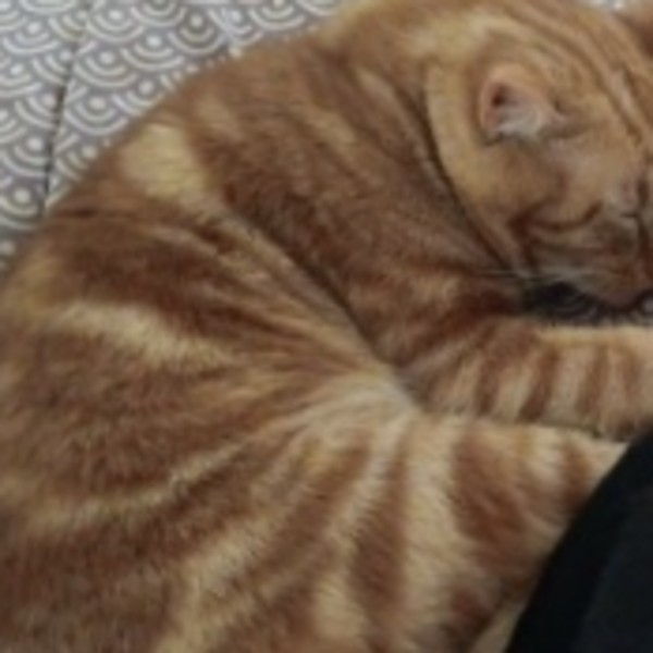 Tigrou