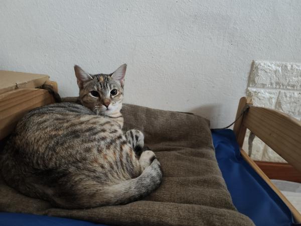 Macchia