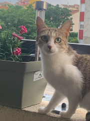 Pixel