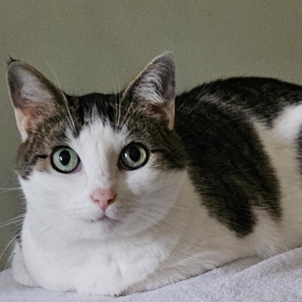 Maïra