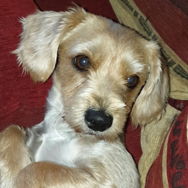 Leila