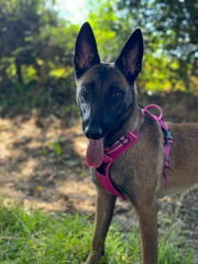 Leika