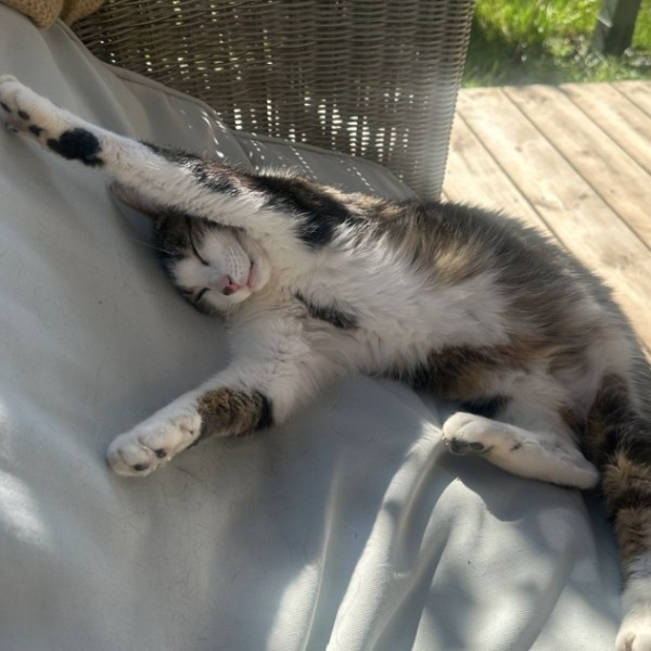 Gus