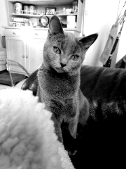 Olly