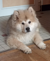 Mochi