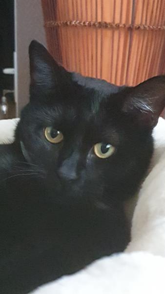 Pepito