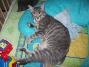cannelle