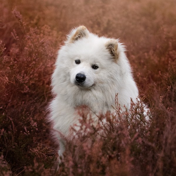 Koda