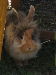 Clara