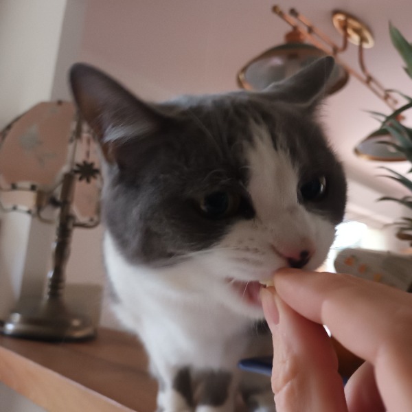 Nunki