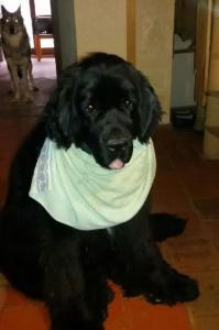 Estrela