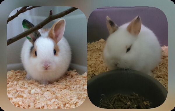 Kira et Choupette
