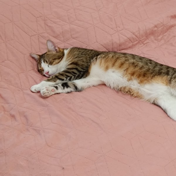 Pioupiou