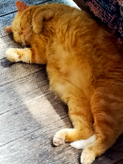 Titou