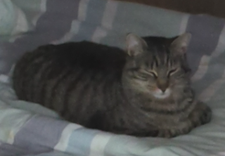 Loki