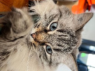 Mistral