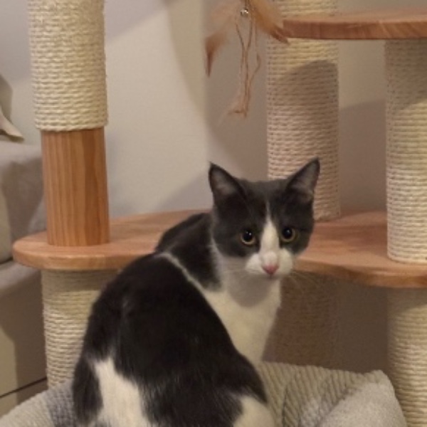 Lila