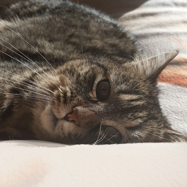 Noisette