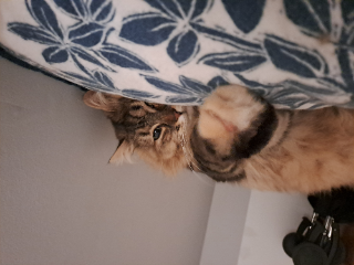 Noushka