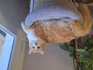 Miko