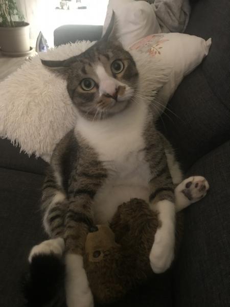 Harvey