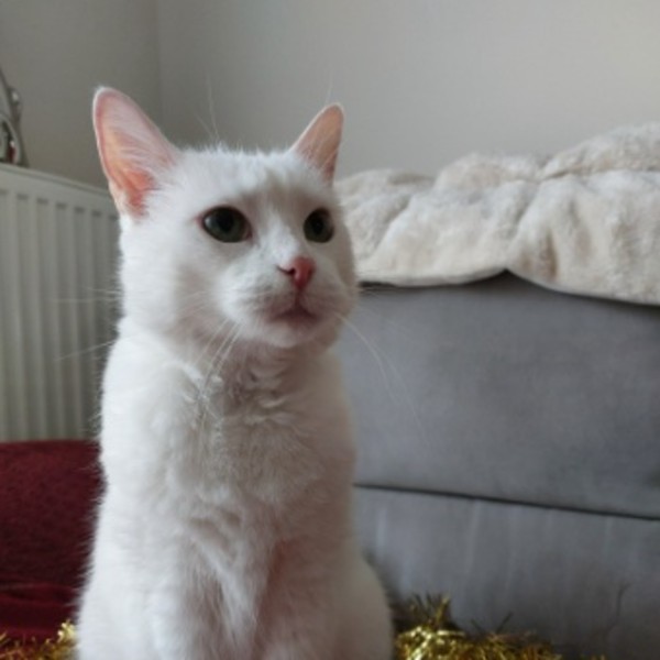 Minette