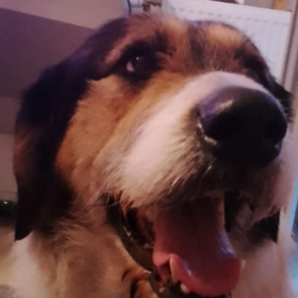 Chewbacca