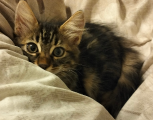 Simba