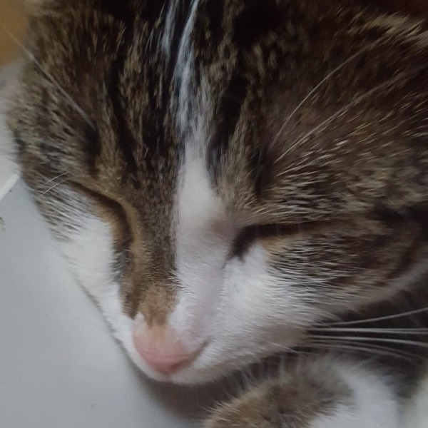 Noisette