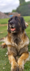 Orka