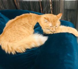 Toffee