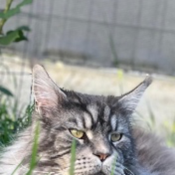 Râ-Coon
