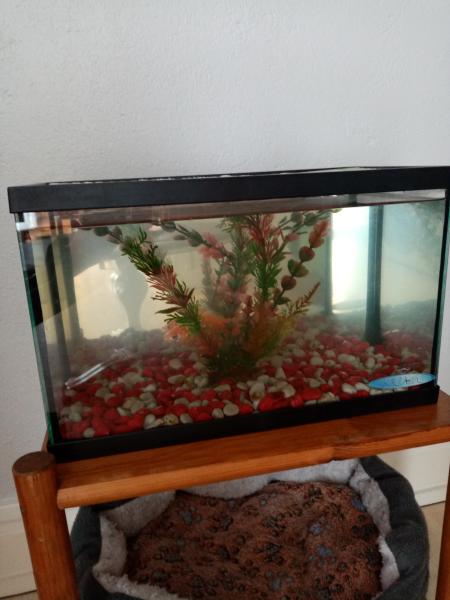 Nemo