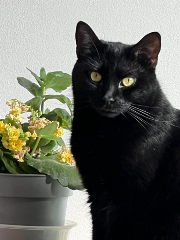 Tsuki