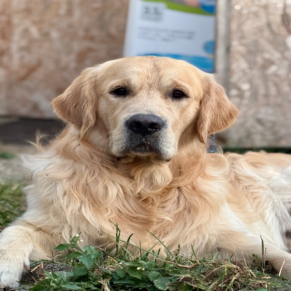 Balou