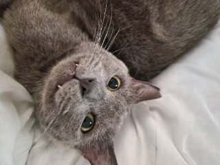 Titou