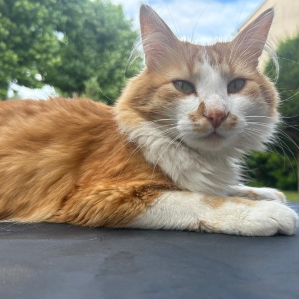 Oliver