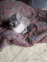 Duchesse