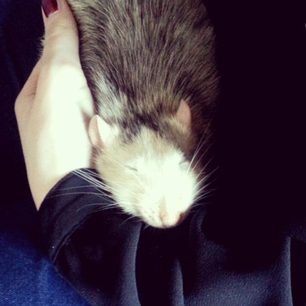 Newt