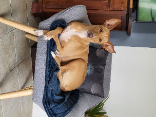 Enéa