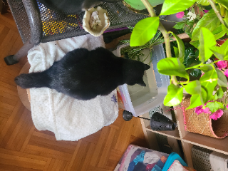 sushi