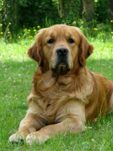 Gadget, chien médiateur