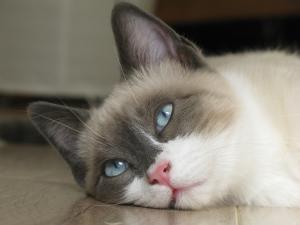 java