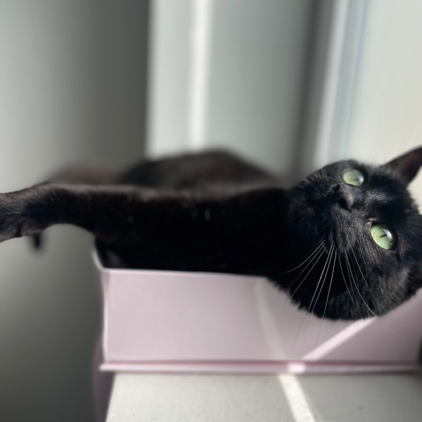 Luci